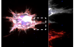 Center for Engineering Mechanobiology research