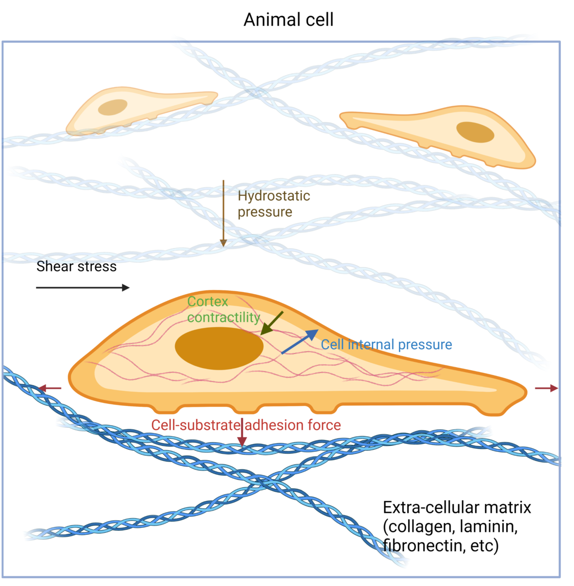 Forces acting on an animal cell