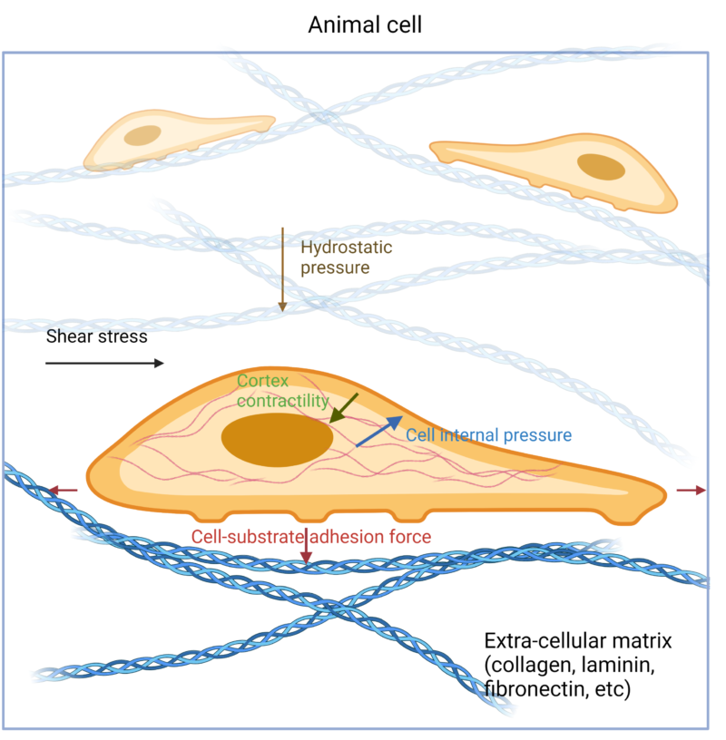 What Is Mechanobiology? - Center for Engineering MechanoBiology